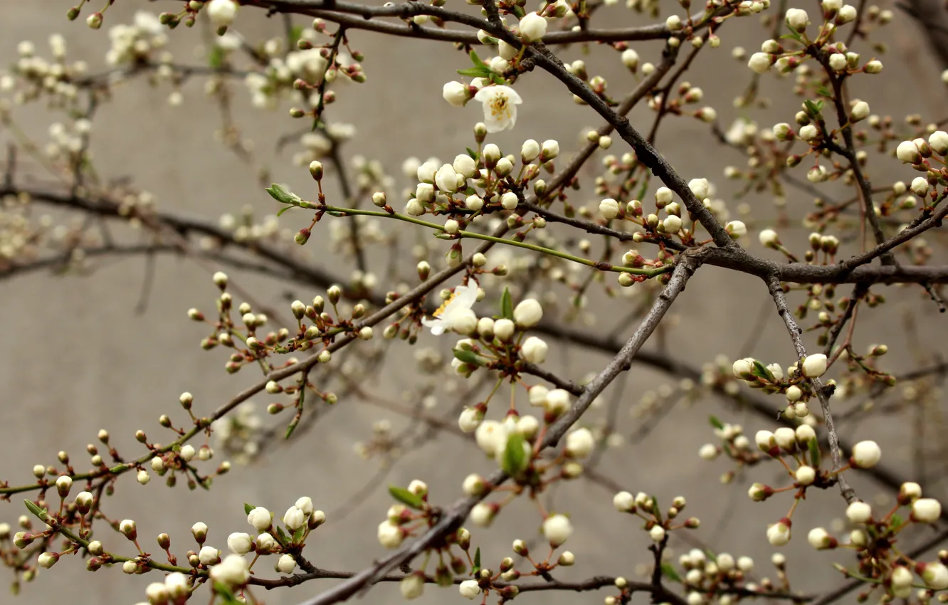 Photo wallpaper flowers, branches, spring, white, grey background, Apple, buds, flowering