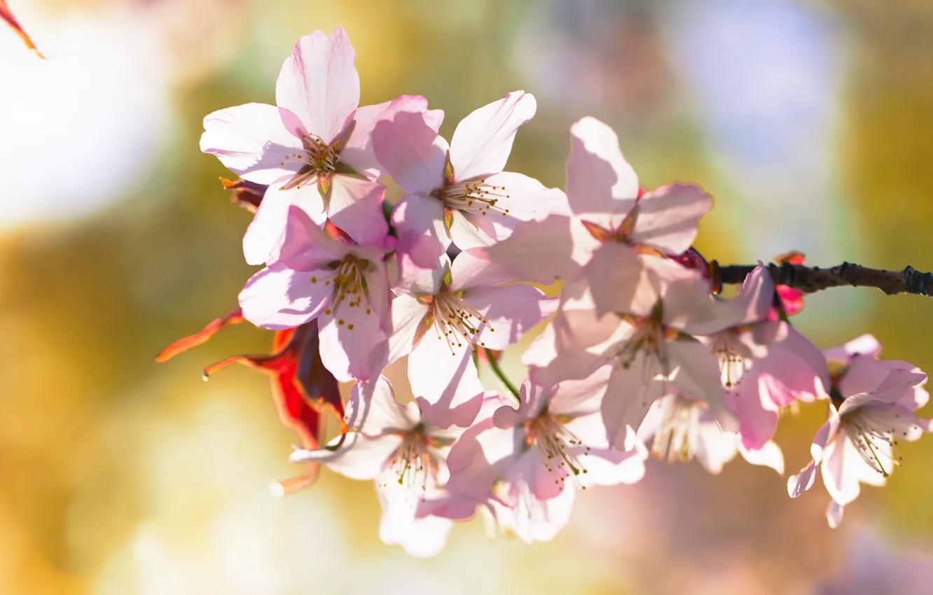 Photo wallpaper flowers, branches, cherry, spring, flowering