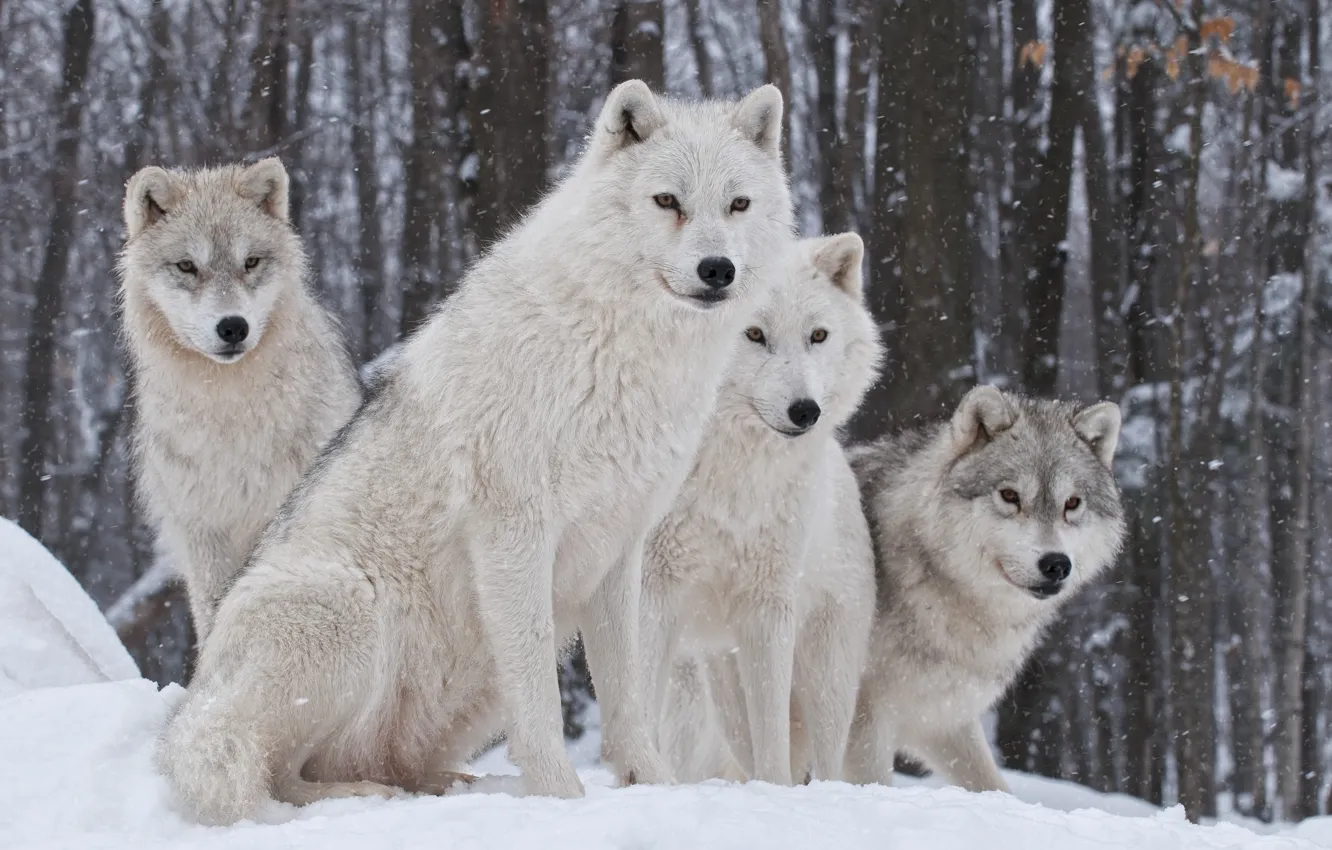 Photo wallpaper nature, predator, family, wolves, winter.snow