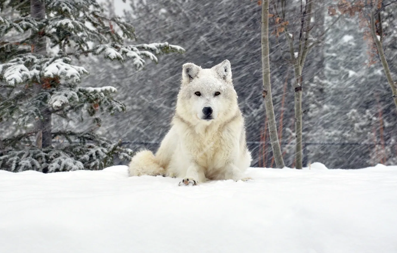Photo wallpaper snow, wolf, forrest