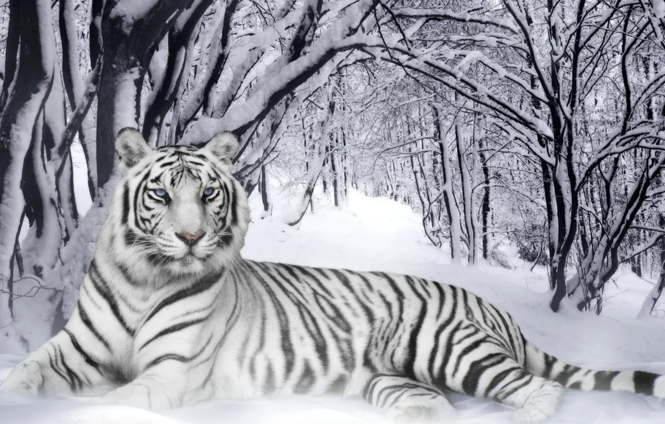 Photo wallpaper Winter, Forest, Cats