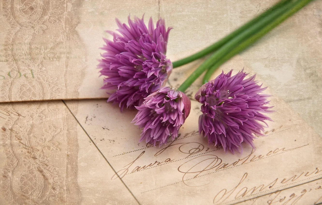 Photo wallpaper flowers, bow, vintage, lilac, postcard, Allium