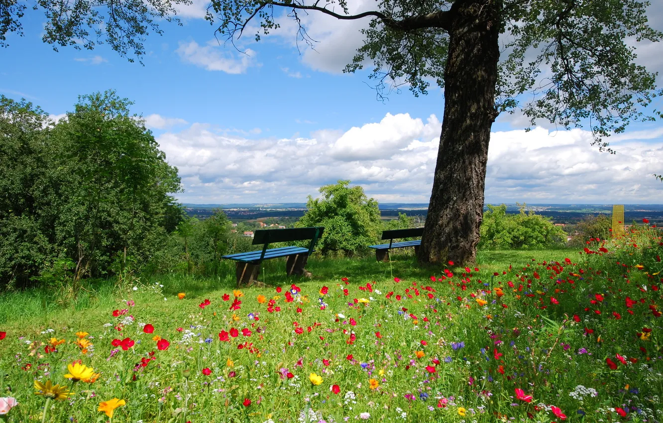 Photo wallpaper summer, flowers, scama