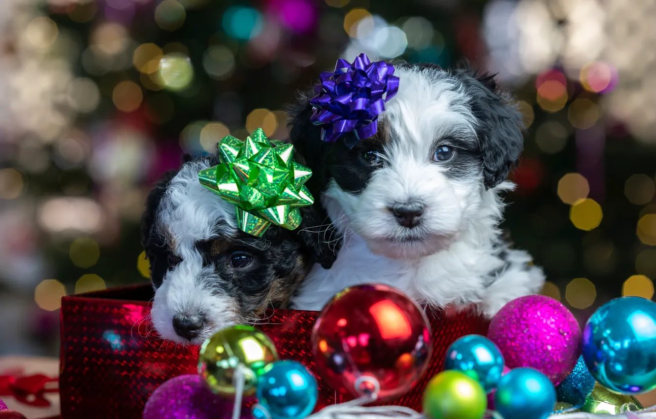 Photo wallpaper balls, glare, new year, baby, Christmas, puppy, face, a couple