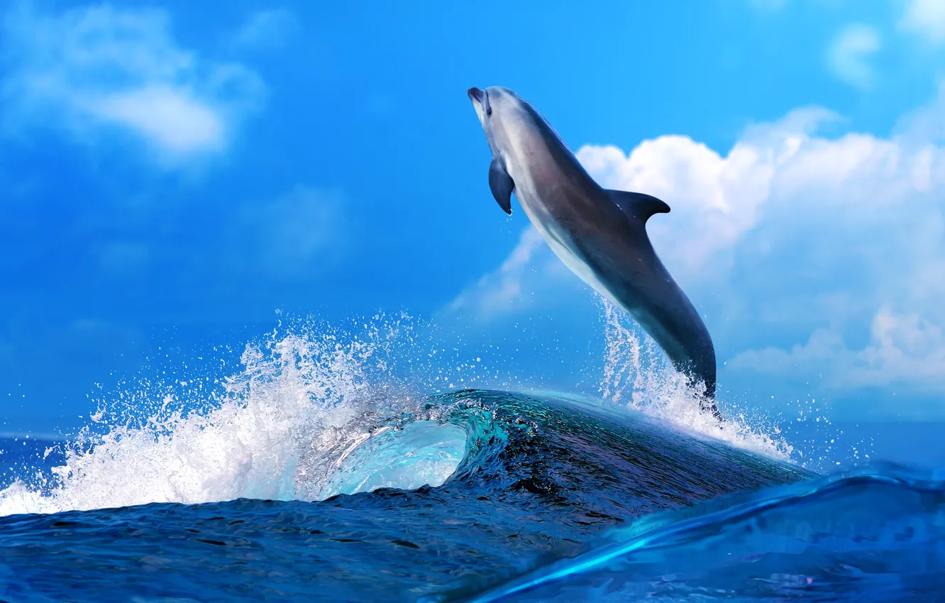 Photo wallpaper sea, wave, clouds, dolphins