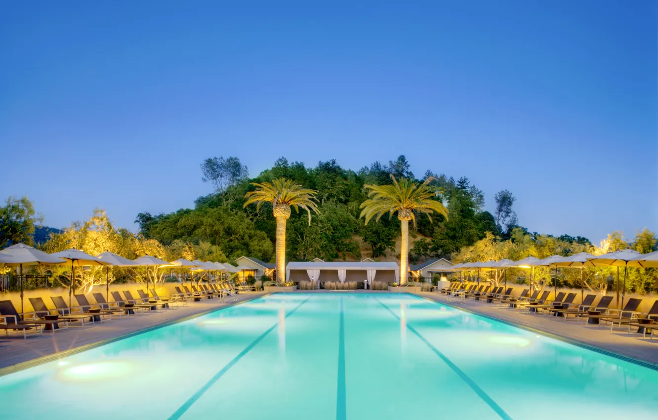 Photo wallpaper trees, palm trees, pool, pool, sunbeds, exterior, the loungers., desigen