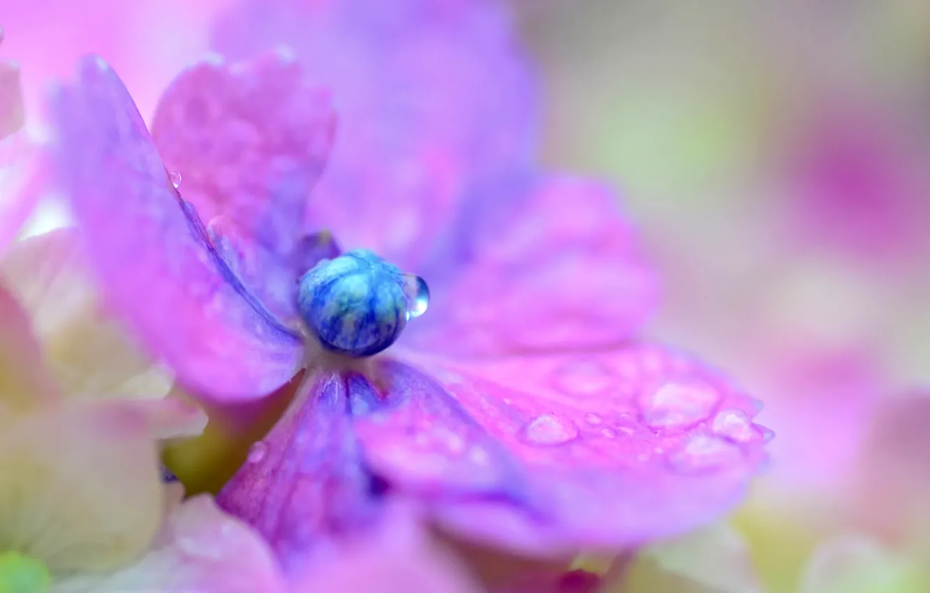 Photo wallpaper drops, macro, flowers, petals, blur, lilac, hydrangea