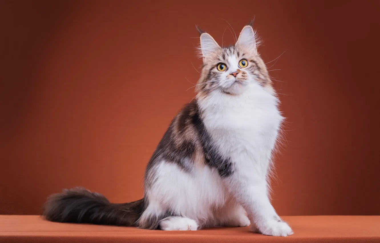 Photo wallpaper cat, cat, look, pose, legs, fluffy, muzzle, cute