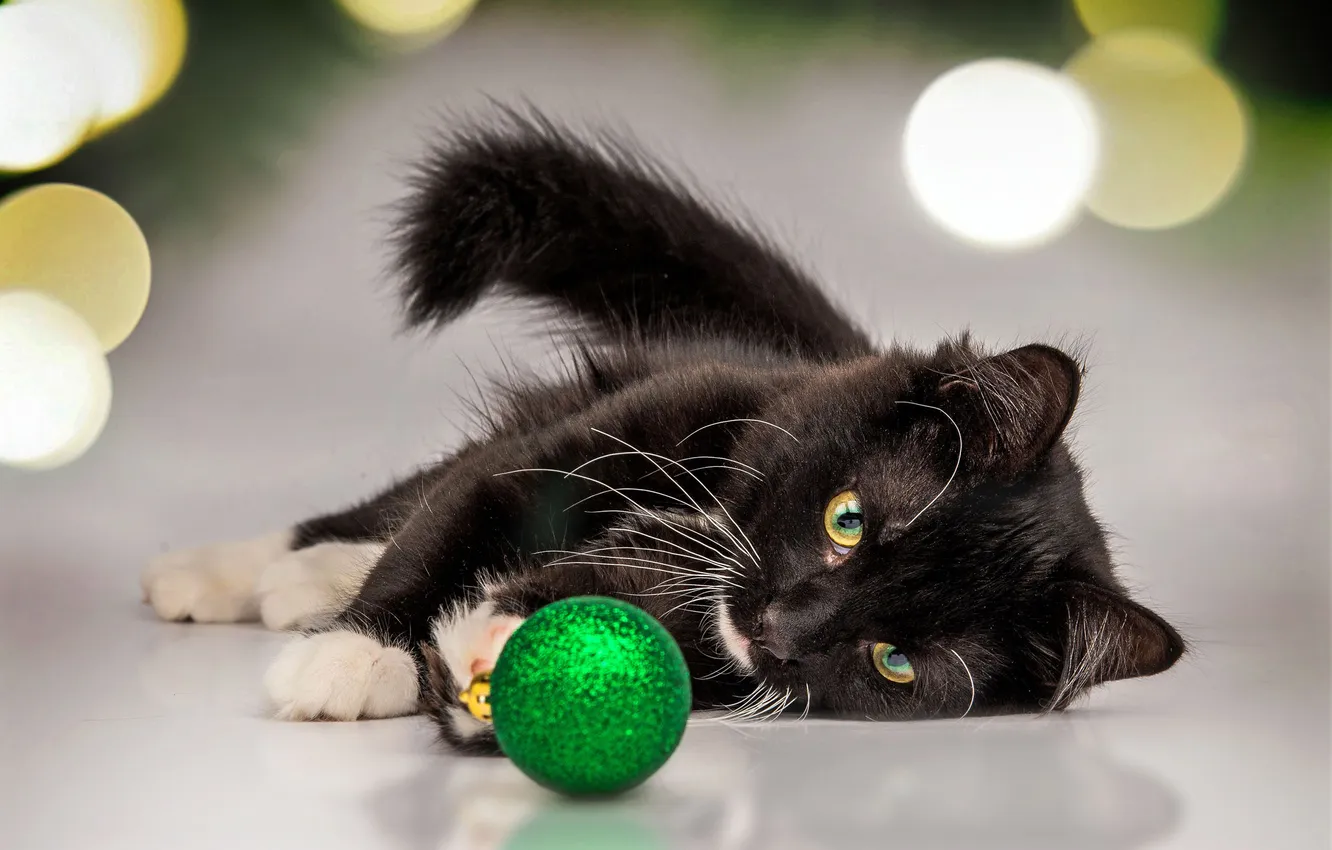 Photo wallpaper cat, look, balls, lights, pose, green, black, the game