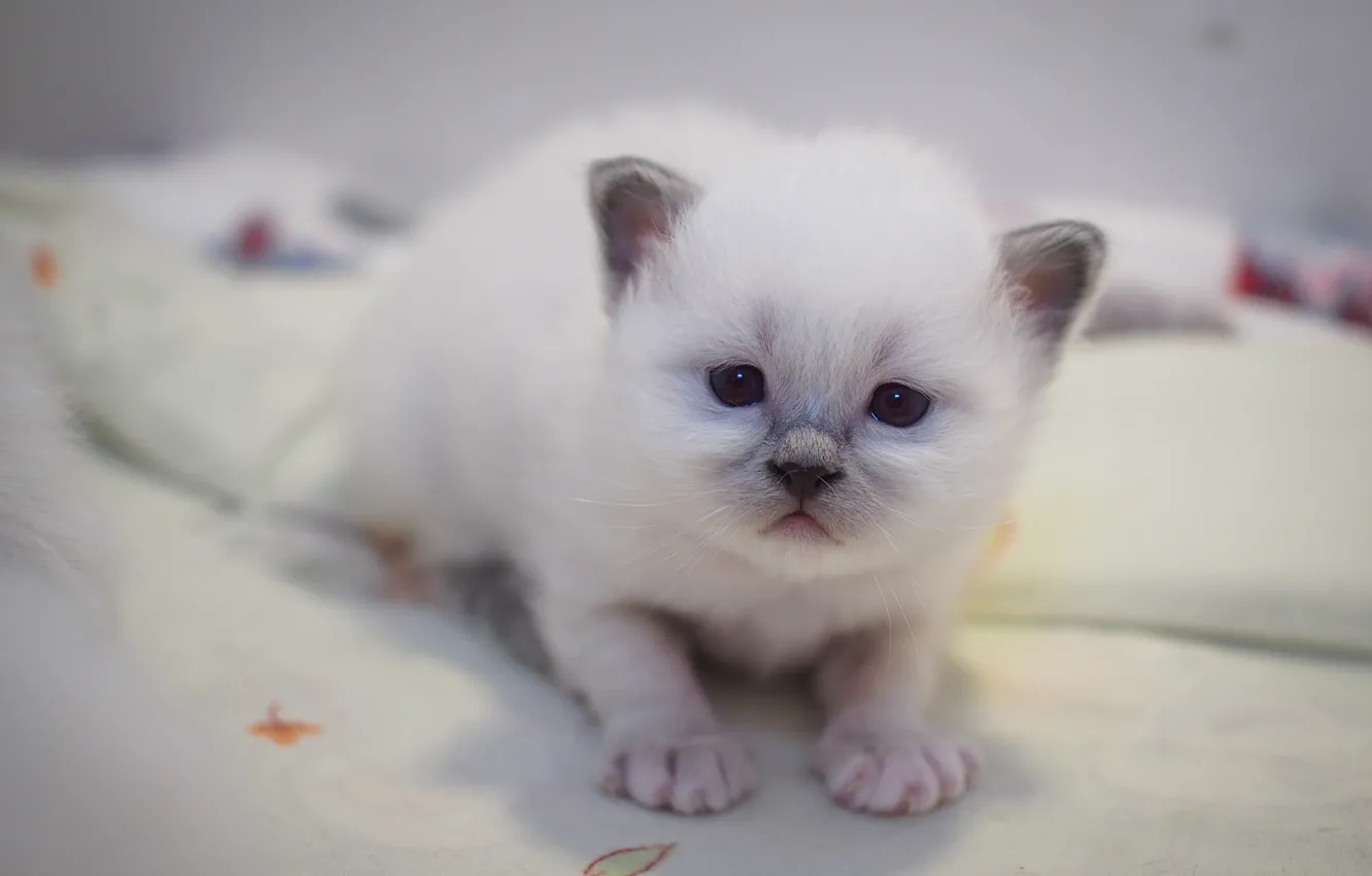 Photo wallpaper cat, white, look, pose, sweetheart, portrait, legs, baby