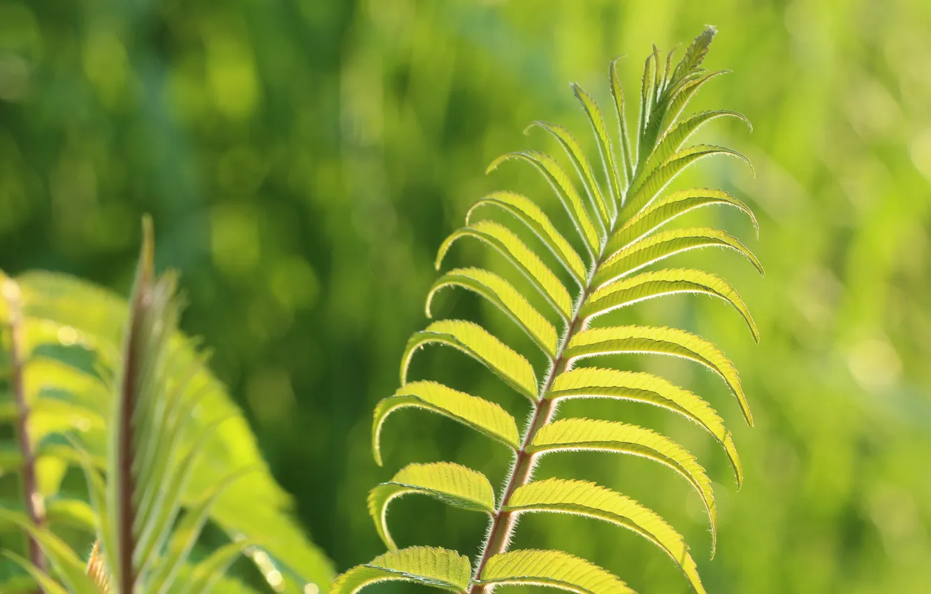 Photo wallpaper leaf, plant, twig