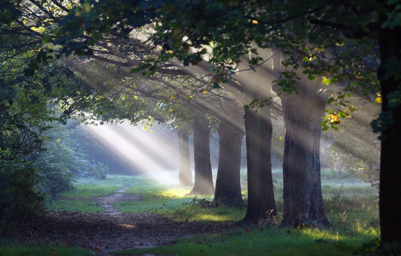 Photo wallpaper forest, light, nature, path, morning sun