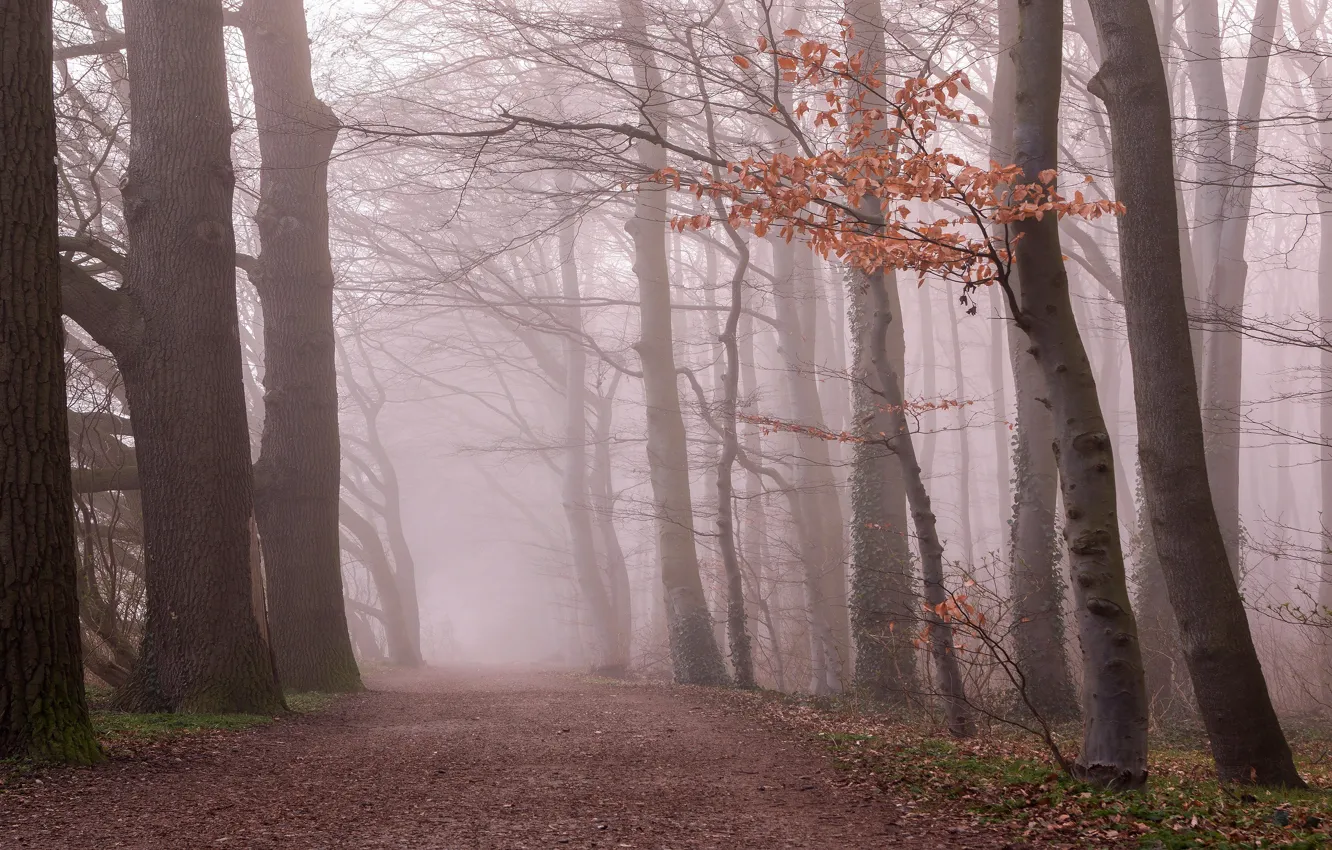 Photo wallpaper autumn, forest, branches, fog, foliage, morning