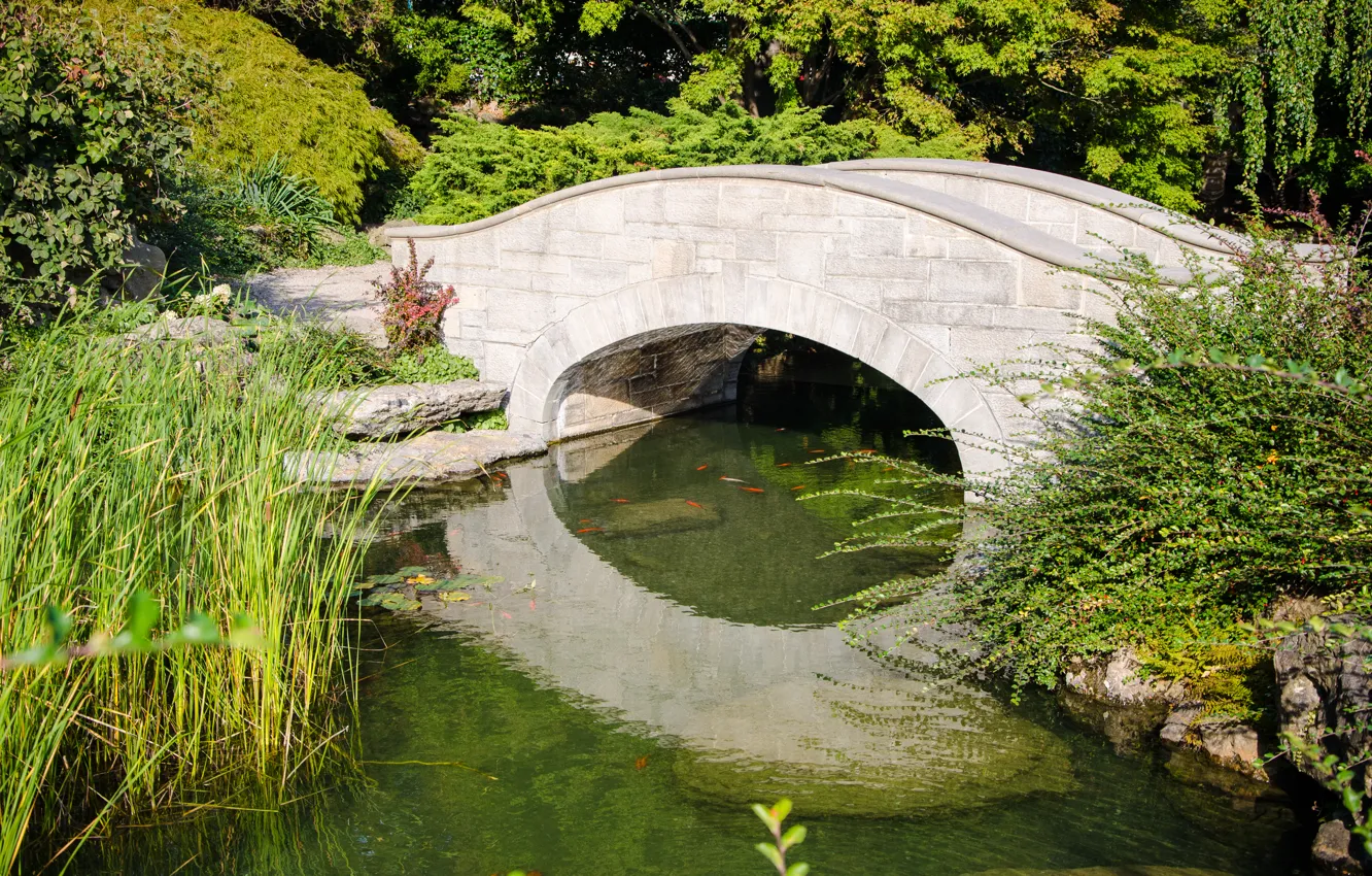 Photo wallpaper greens, pond, green, plants, Summer, summer, the bridge, bridge