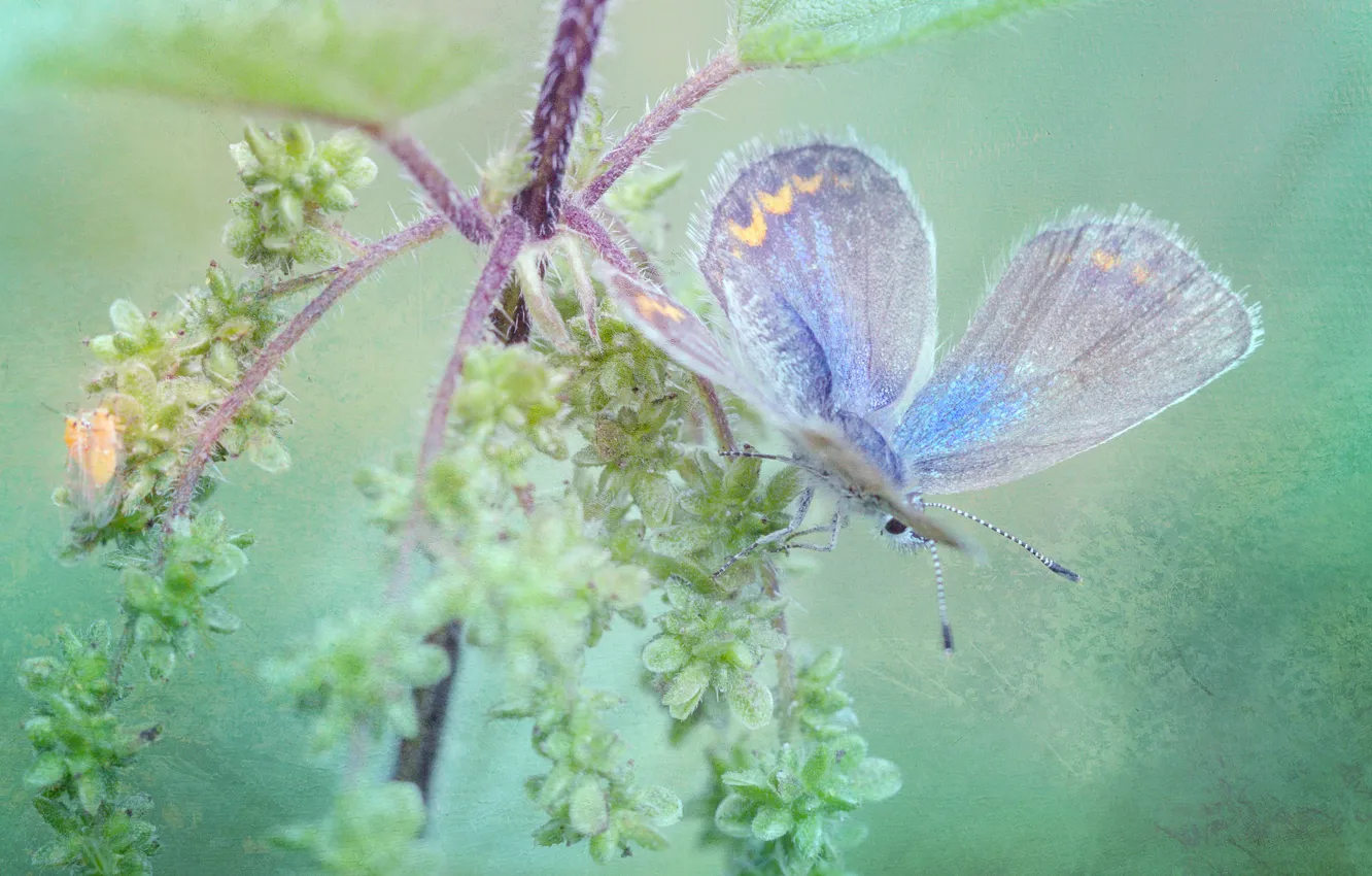 Photo wallpaper macro, butterfly, plant, treatment