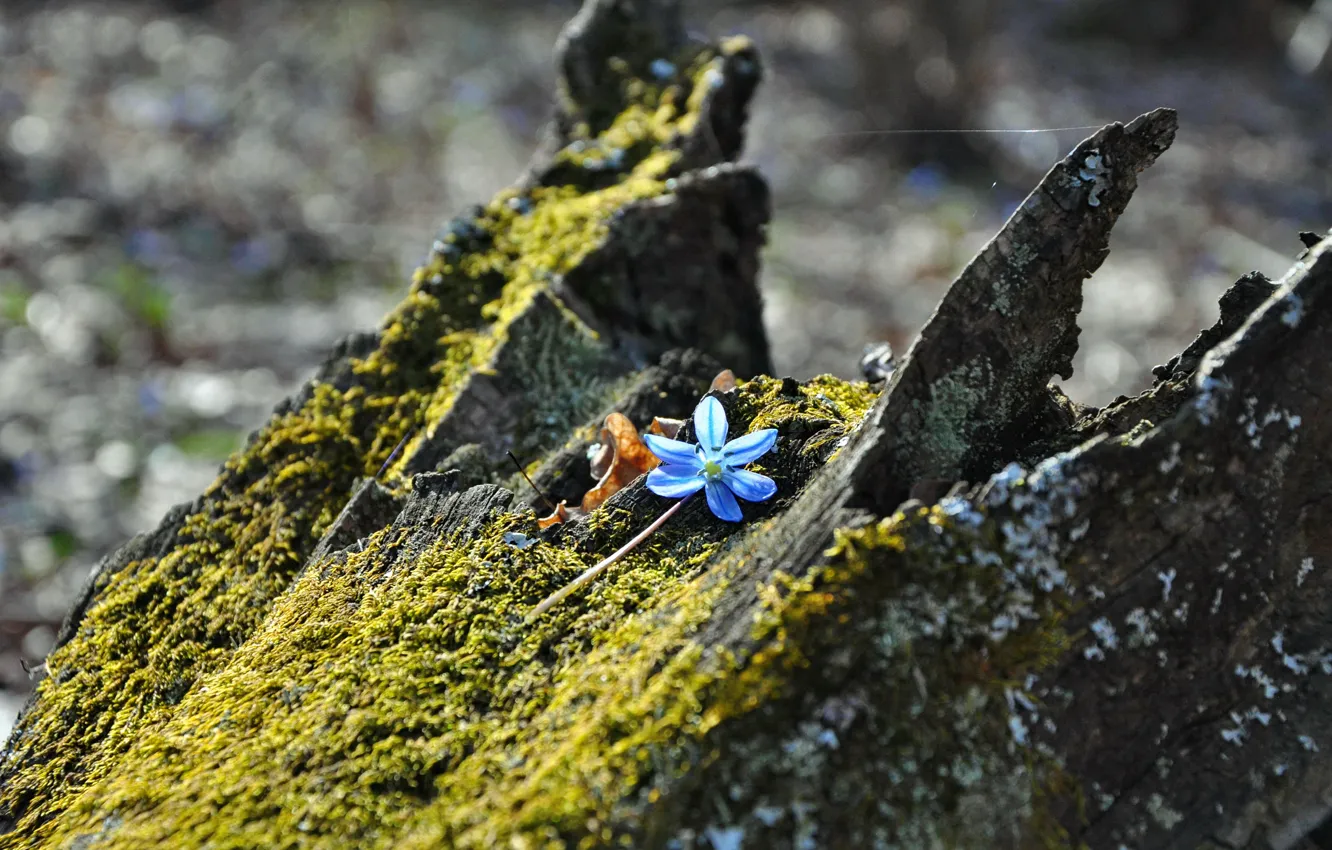 Photo wallpaper macro, flowers, nature, snowdrops, nature