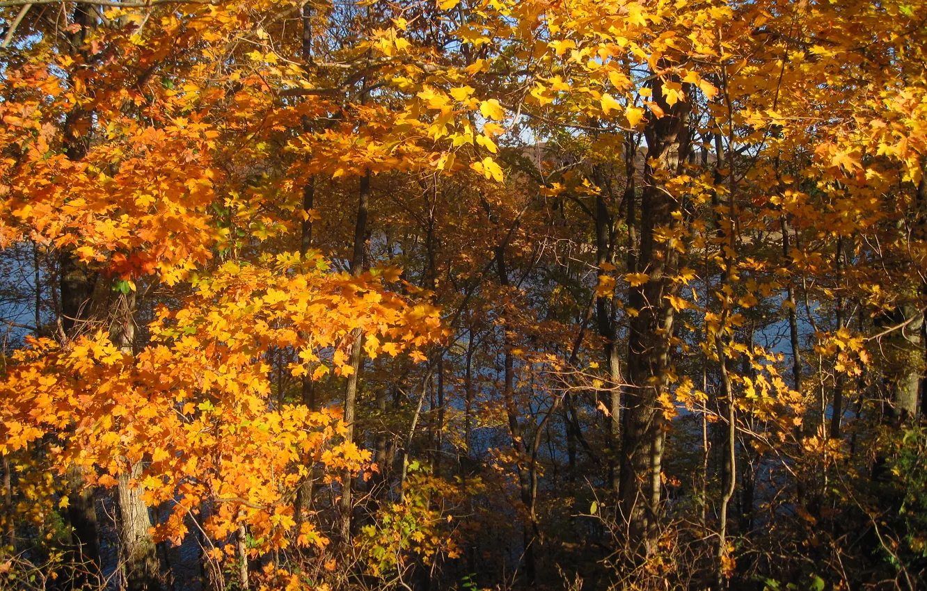 Photo wallpaper autumn, forest, leaves, trees, October, forest, Nature, trees