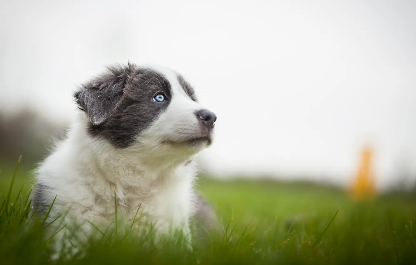 Photo wallpaper grass, nature, grey, dog, meadow, muzzle, puppy, Aussie