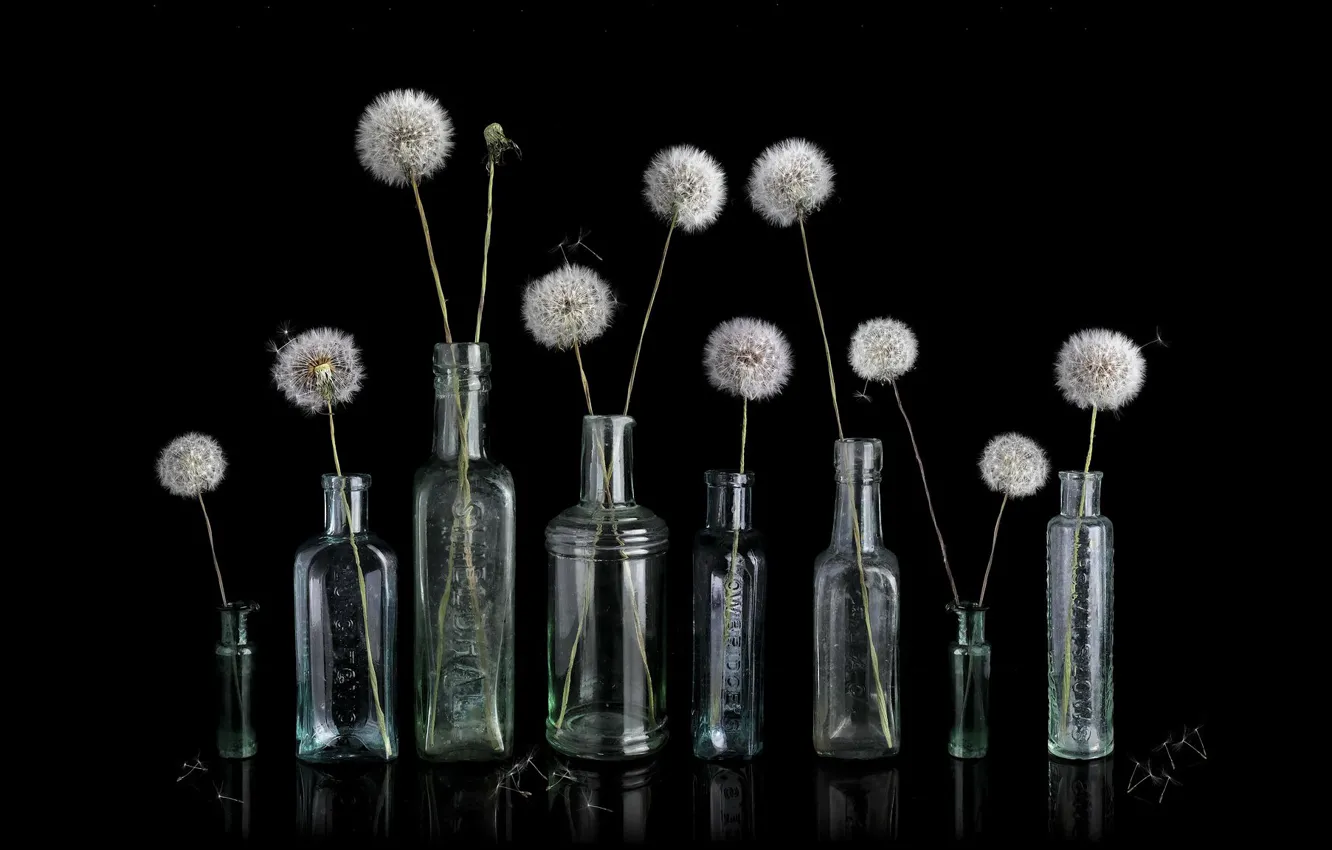 Photo wallpaper background, dandelion, Bank
