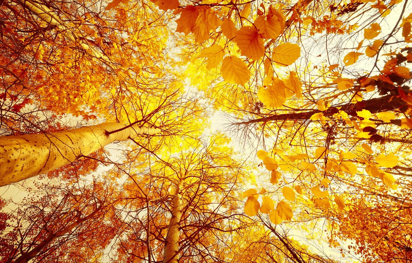 Photo wallpaper autumn, forest, the sky, leaves, the sun, trees, landscape, yellow