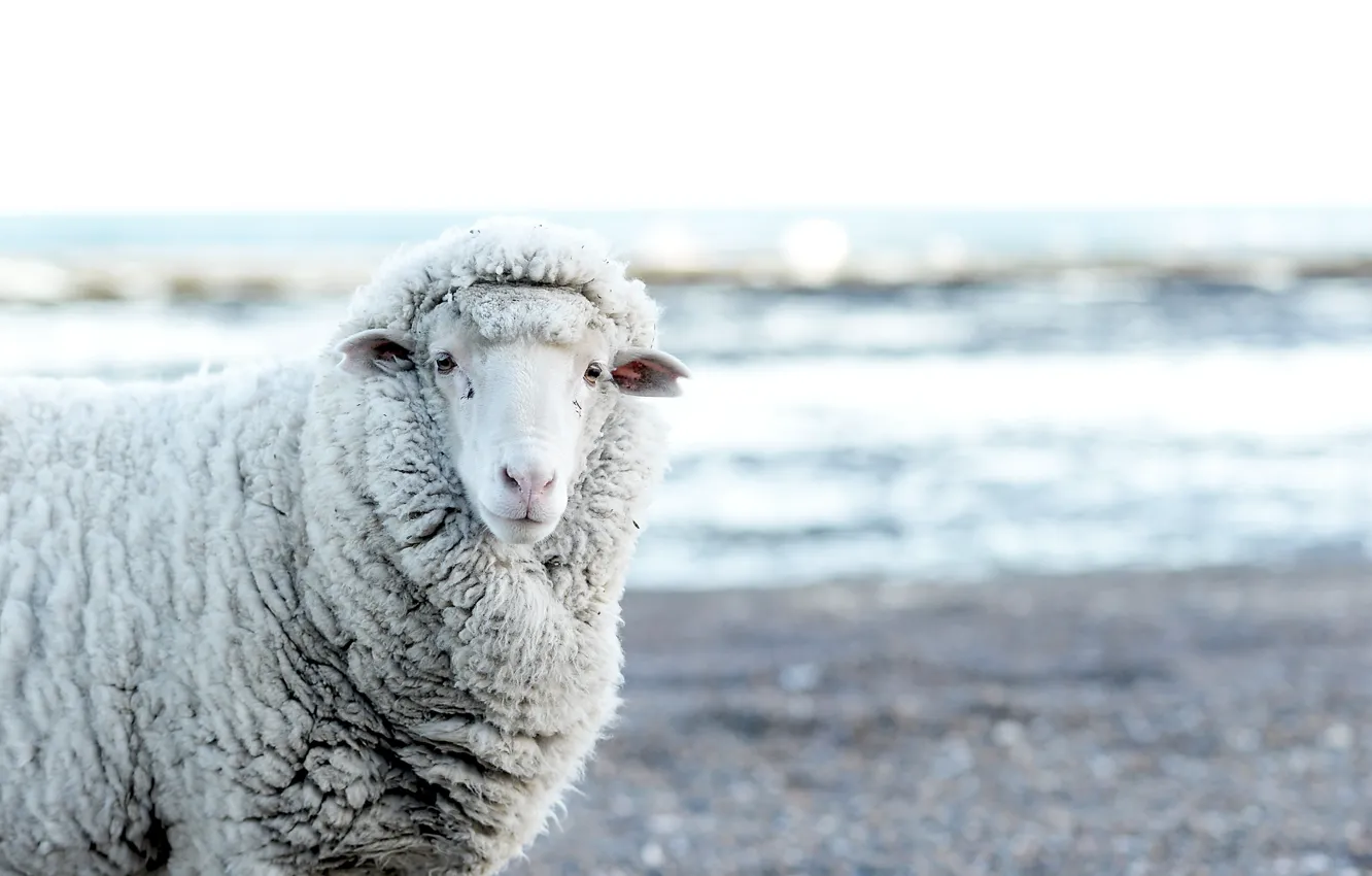 Photo wallpaper nature, background, sheep