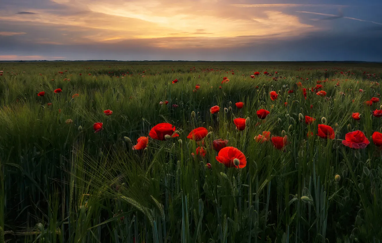 Photo wallpaper greens, field, summer, the sky, clouds, light, flowers, red