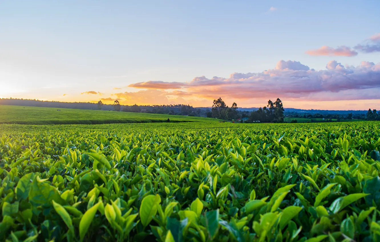 Photo wallpaper morning, plantation, the sky, leaves, greens, field, dal, clouds