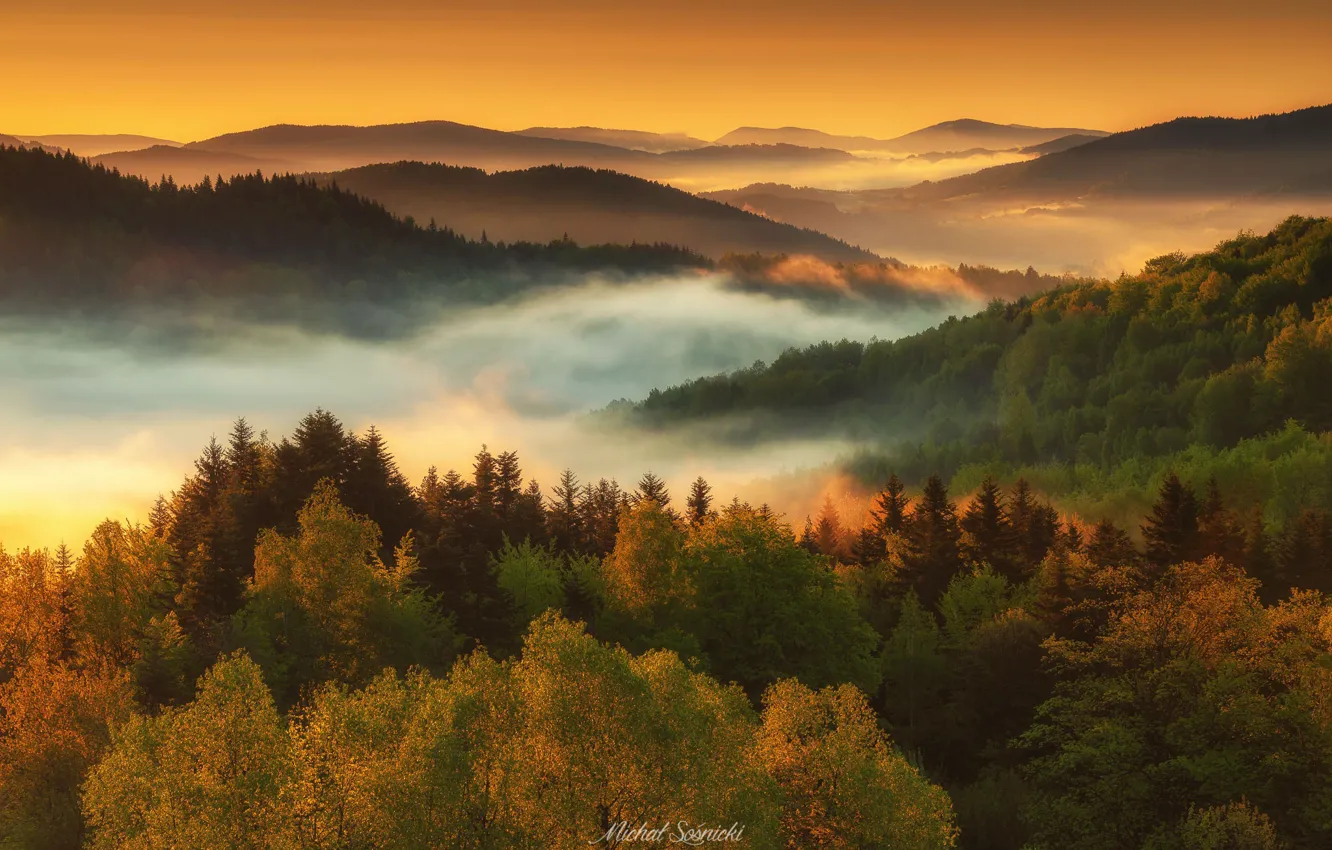 Photo wallpaper forest, trees, fog, dawn, morning, Poland