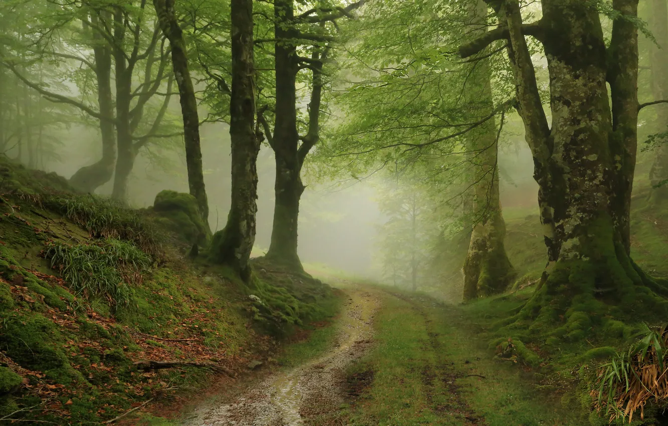 Photo wallpaper forest, trees, nature, fog, path