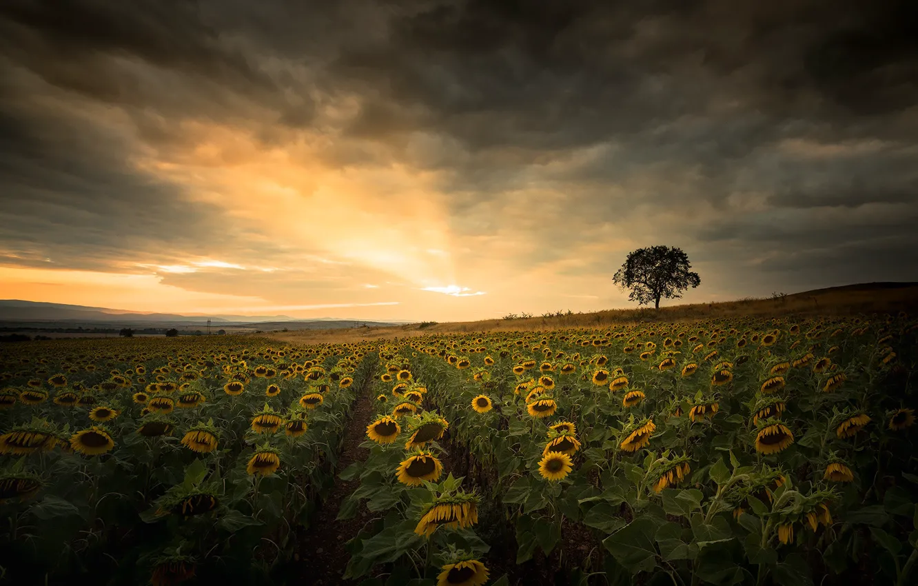 Photo wallpaper field, summer, trees, sunflowers, nature, the evening