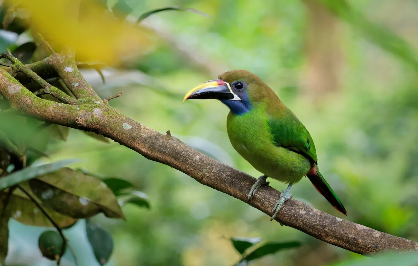 Photo wallpaper leaves, trees, branches, bird, Toucan