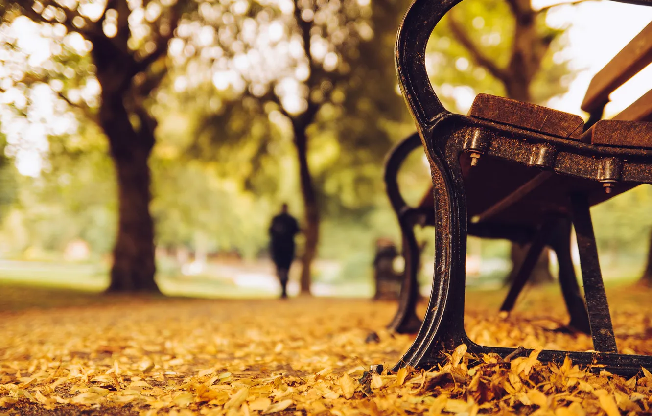 Photo wallpaper autumn, leaves, trees, bench, nature, Park, yellow, silhouette