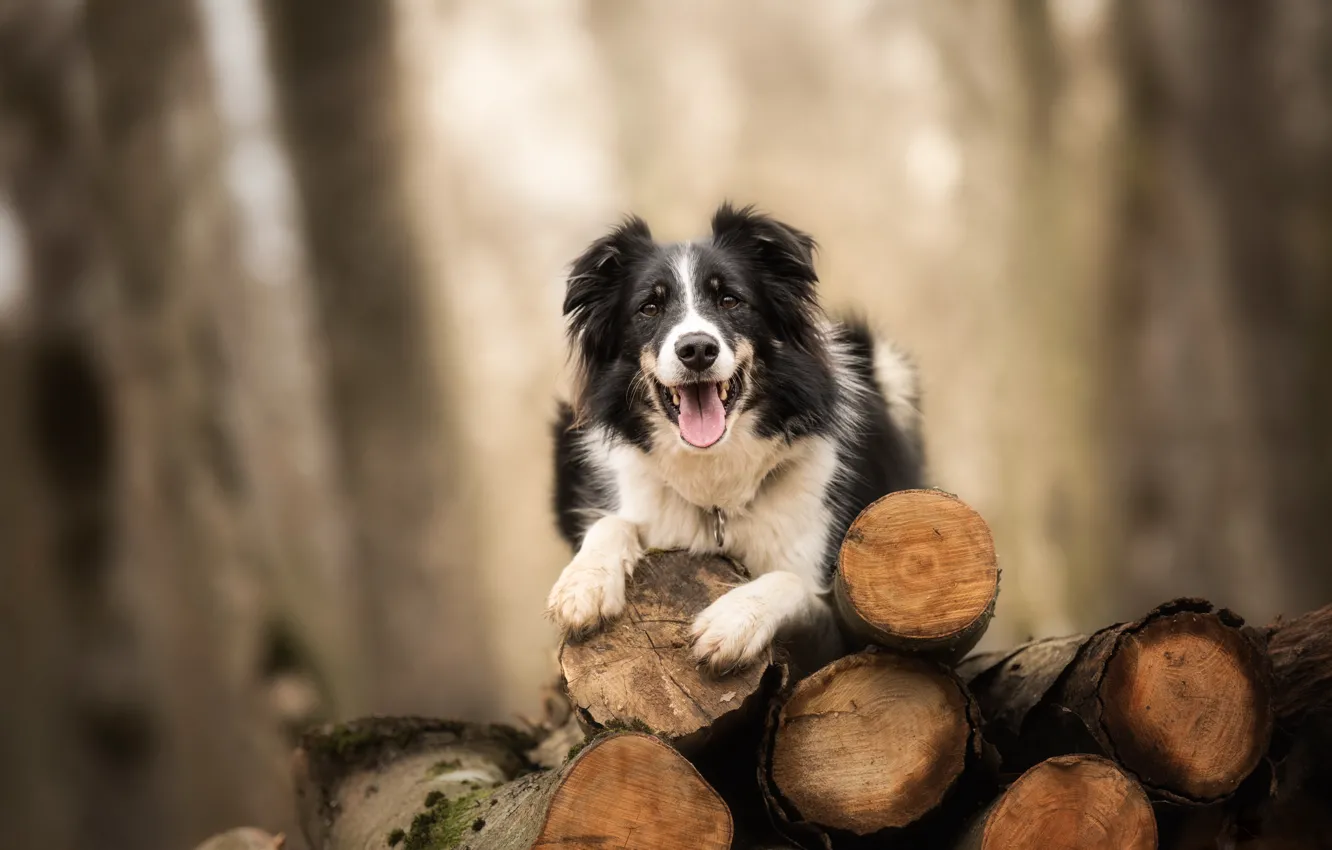 Photo wallpaper background, dog, logs