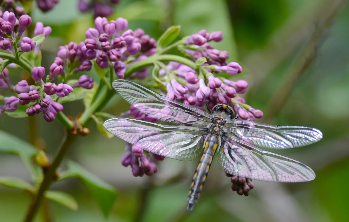 Photo wallpaper macro, branches, dragonfly, lilac