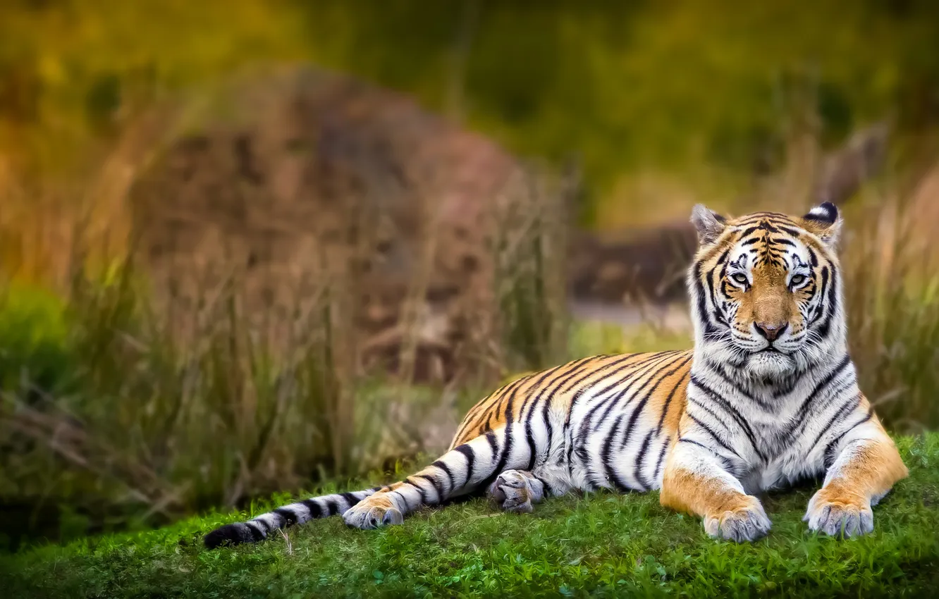 Photo wallpaper look, nature, tiger, lies, bokeh