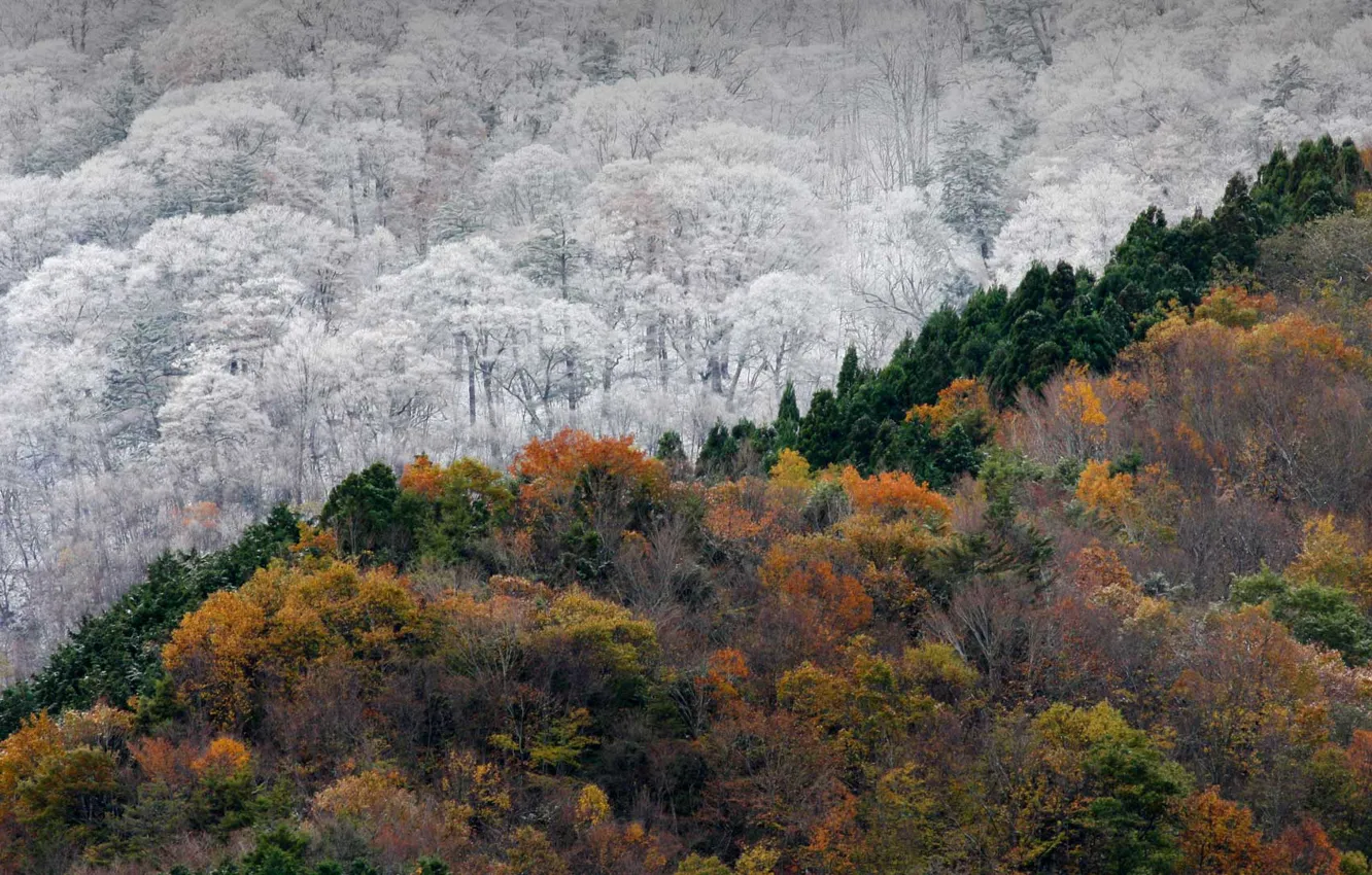 Photo wallpaper winter, autumn, forest, Japan, Tokushima