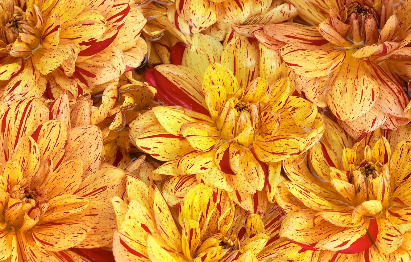 Photo wallpaper flowers, background, Wallpaper, paint, petals