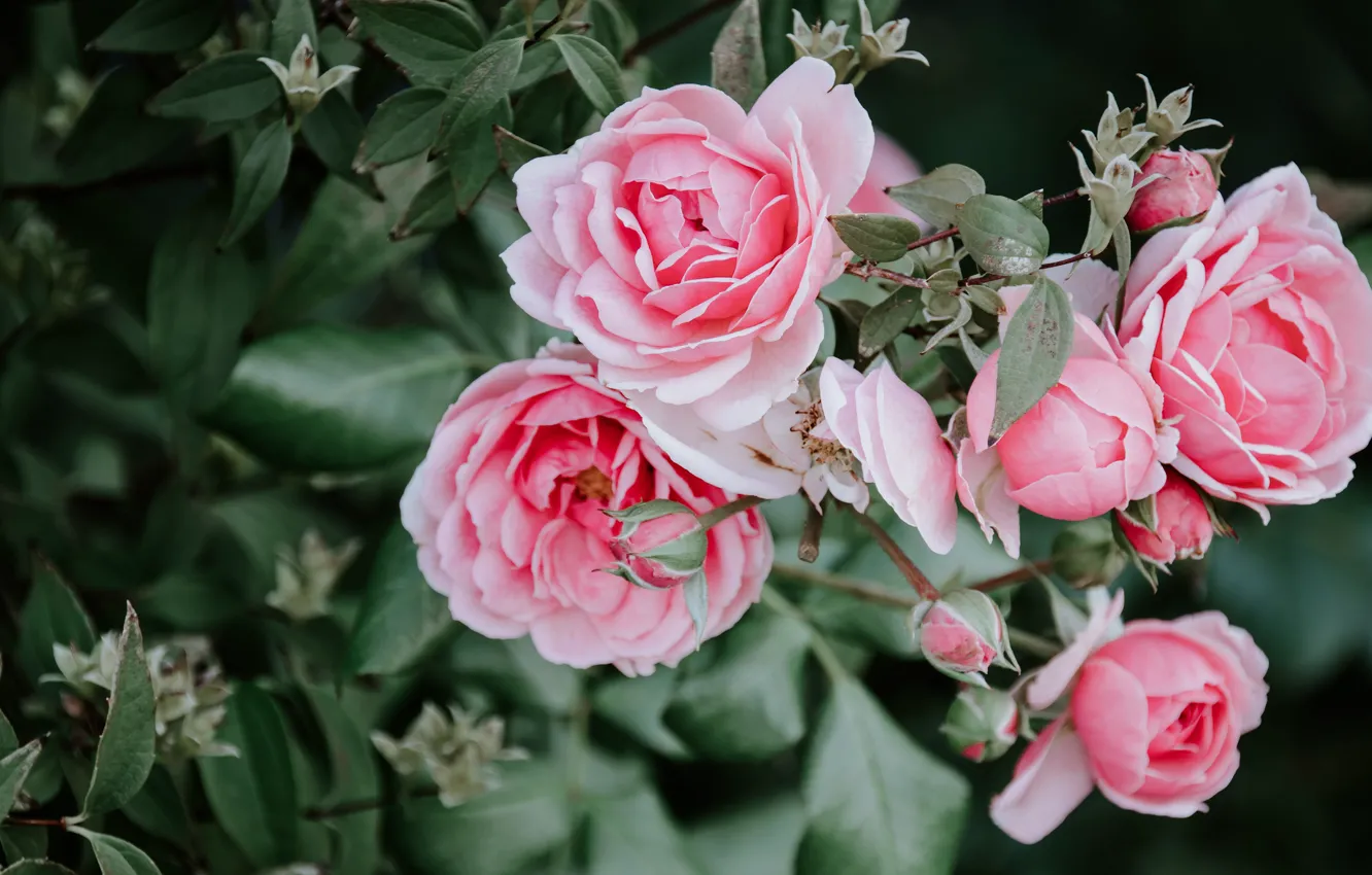 Photo wallpaper leaves, flowers, roses, pink, rose Bush