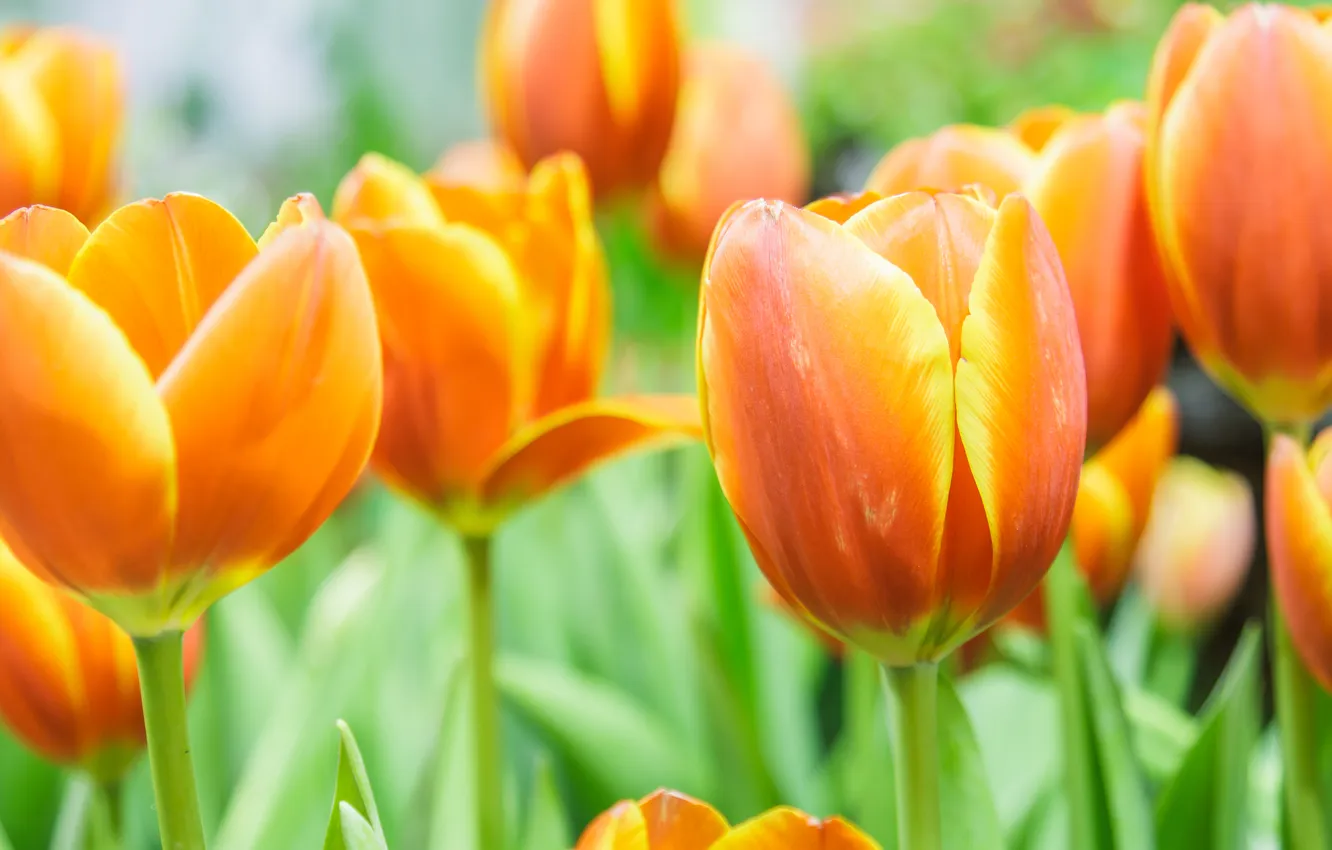 Photo wallpaper greens, flowers, orange, spring, garden, tulips, buds, flowerbed
