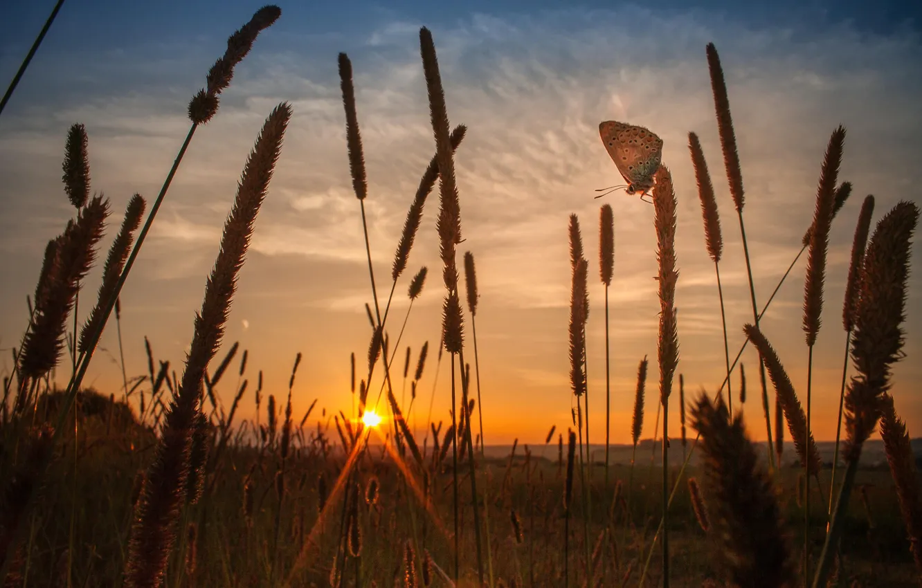 Photo wallpaper field, the sky, the sun, sunset, nature, stems, butterfly, the evening