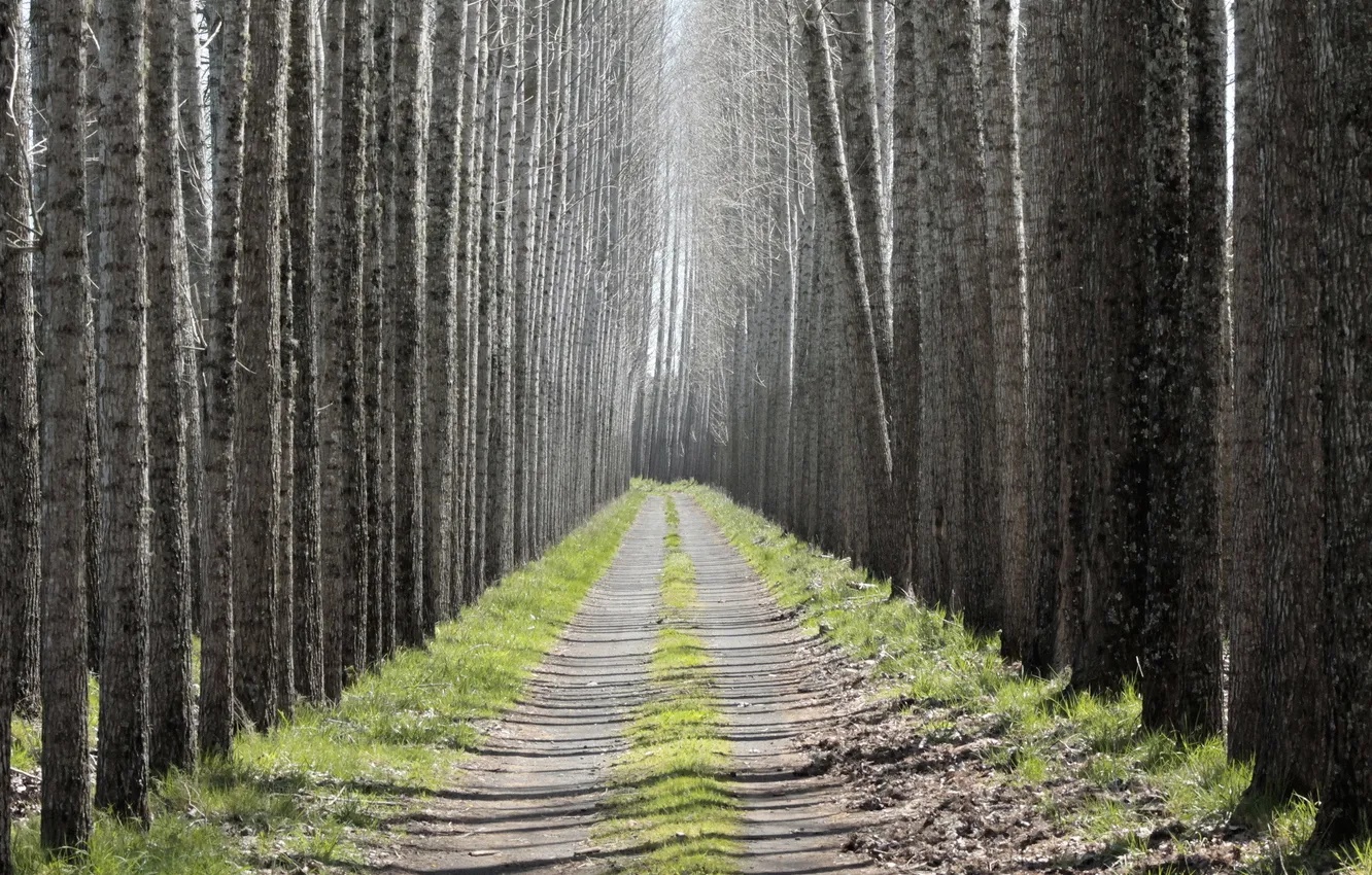 Photo wallpaper road, trees, nature