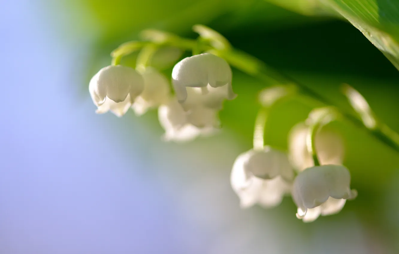Photo wallpaper macro, flowers, spring, bells, Lily of the valley