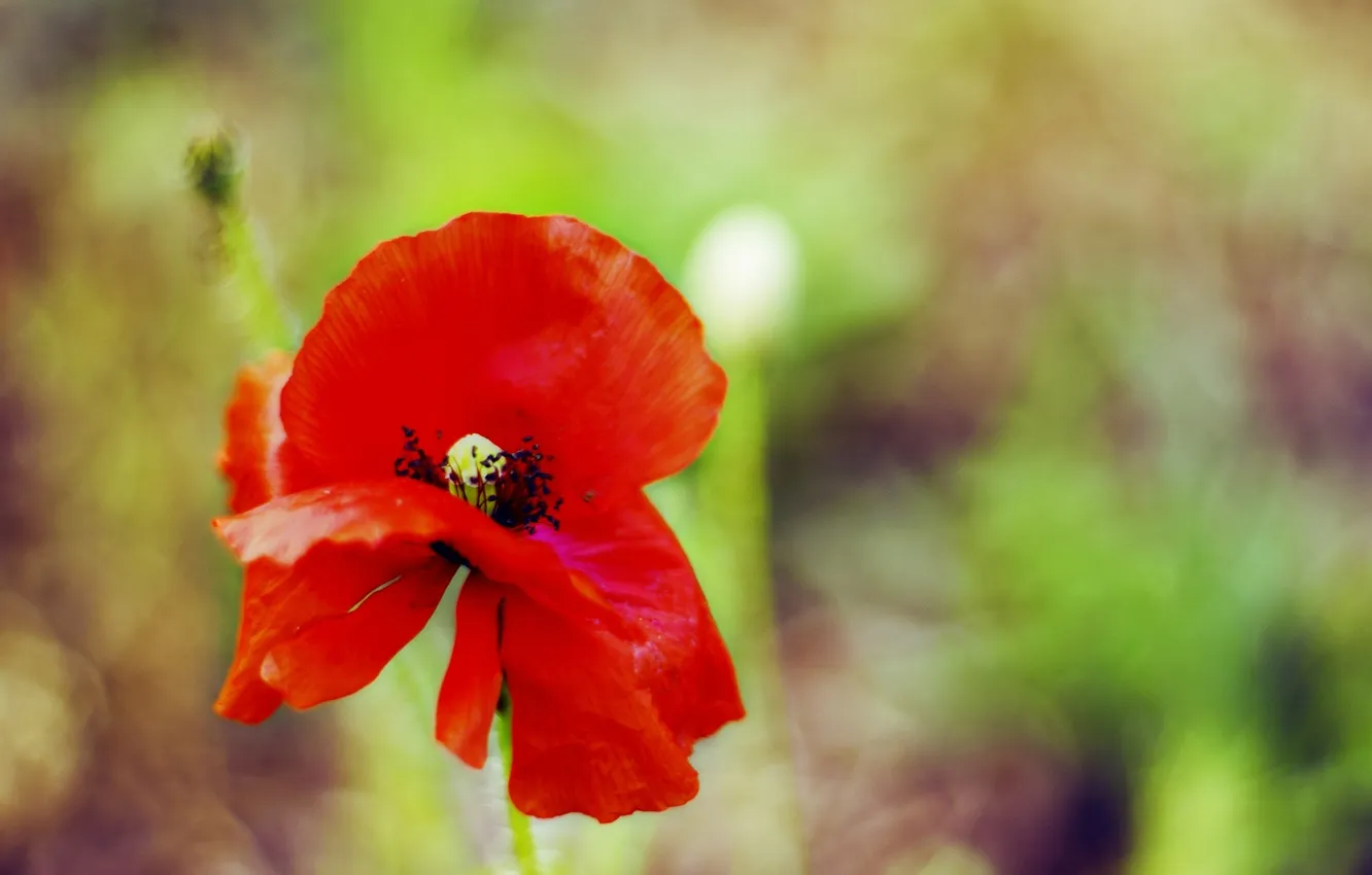 Photo wallpaper field, macro, flowers, red, green, plant, color, Mac