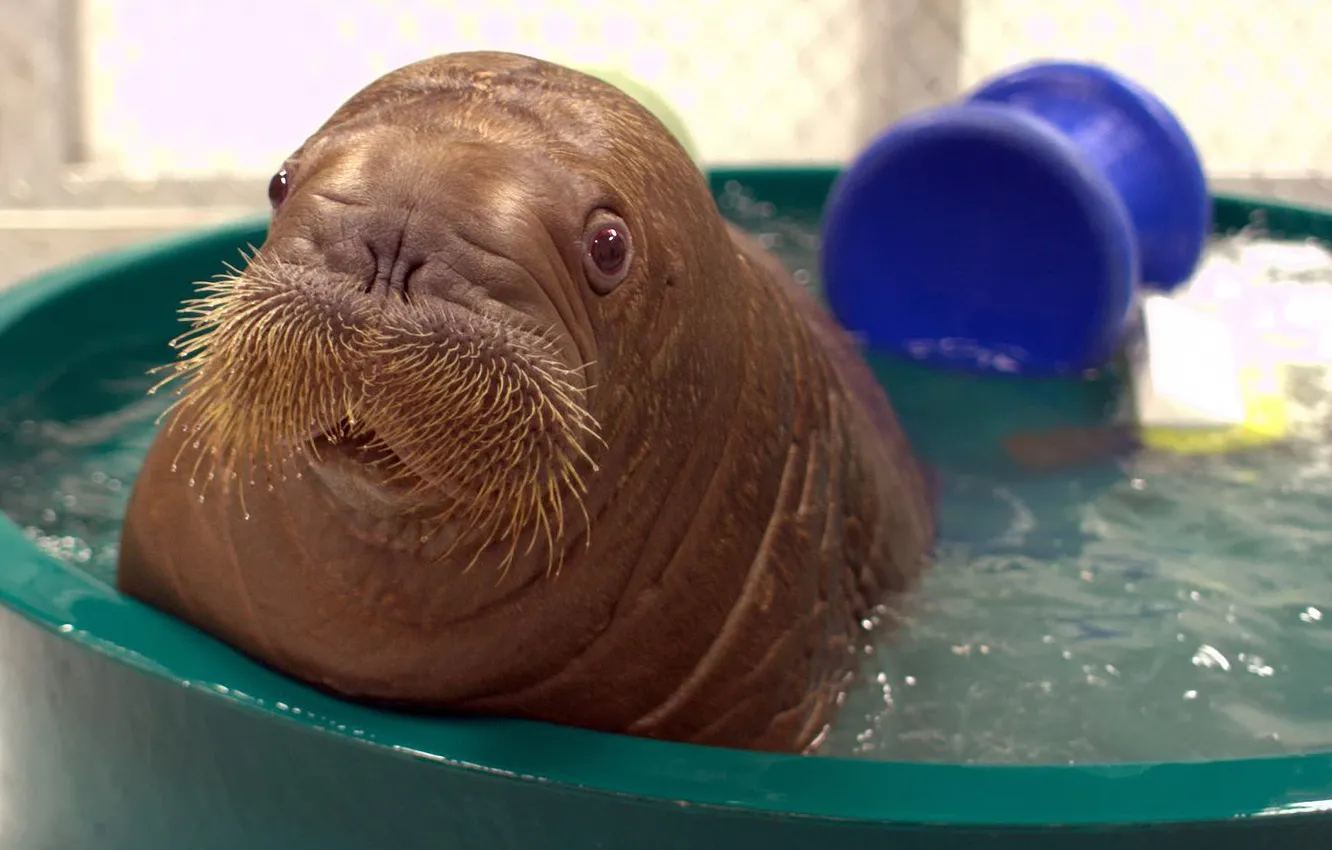 Photo wallpaper bathing, walrus, cub