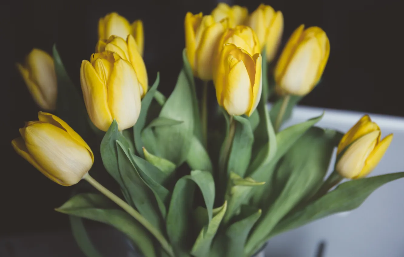 Photo wallpaper flowers, yellow, tulips