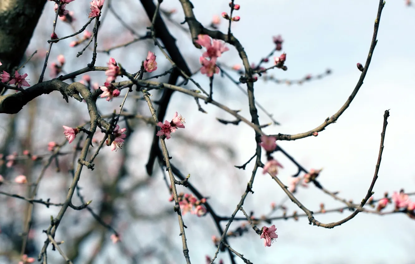 Photo wallpaper branches, nature, spring, garden