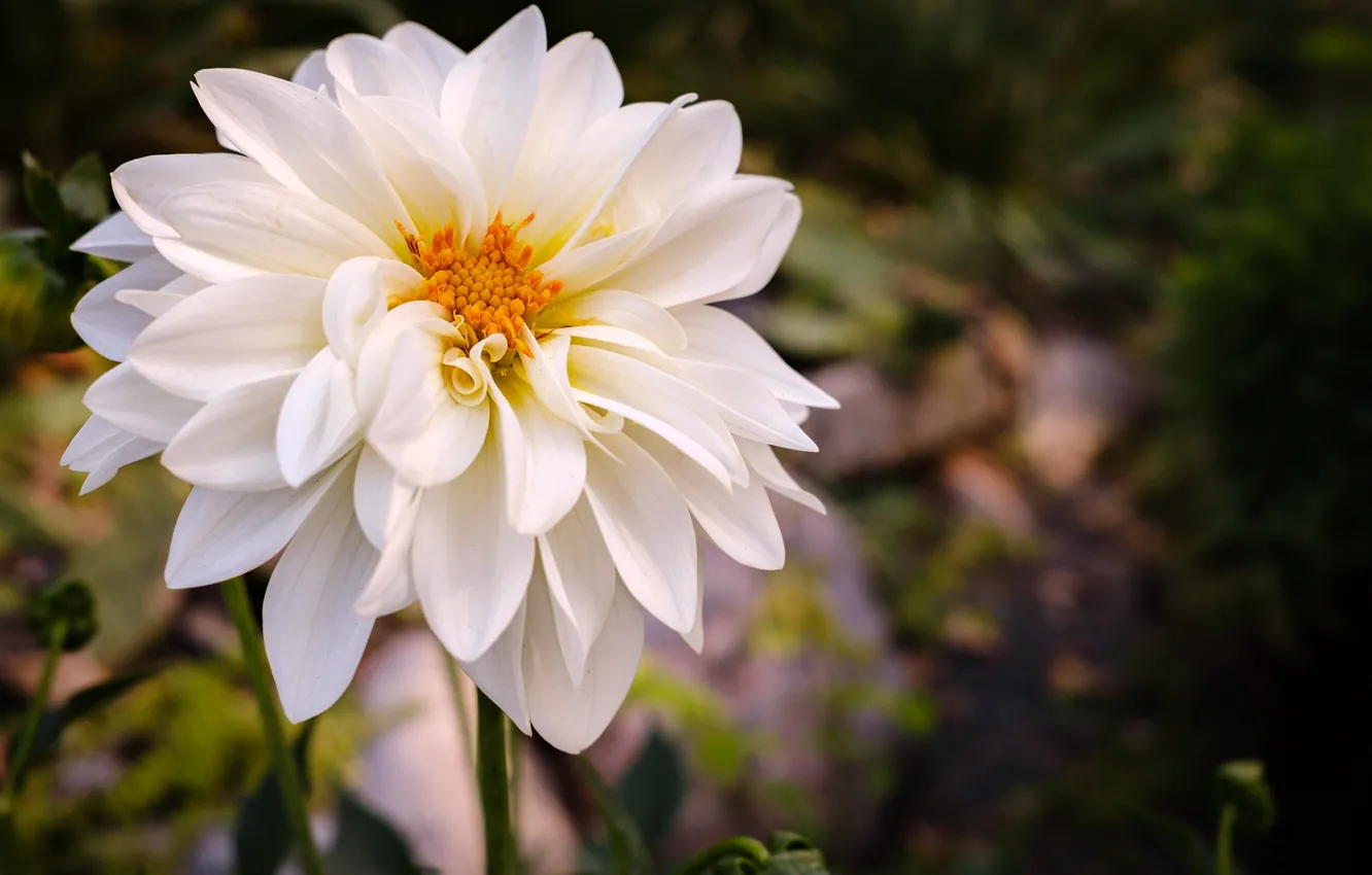 Photo wallpaper white, petals, dahlias