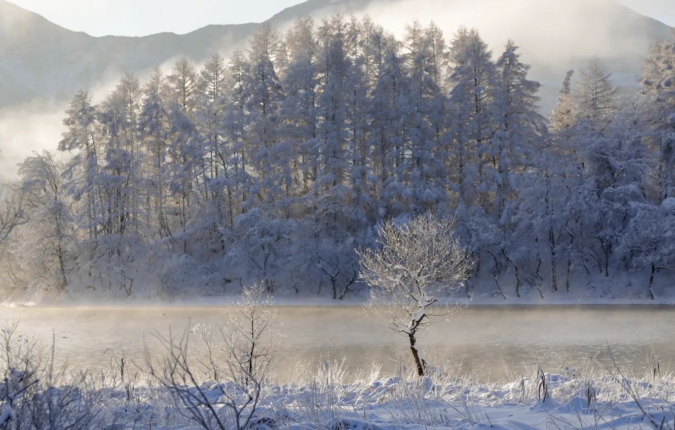 Photo wallpaper winter, forest, snow, trees, lake, Japan