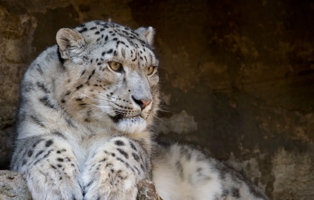 Photo wallpaper predator, Snow Leopard, IRBIS, snow leopard, wild cats