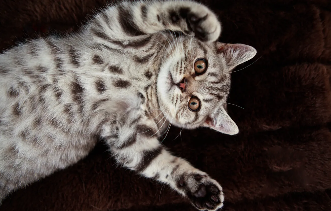 Photo wallpaper cat, cat, British, British Shorthair